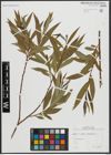 Foto von Salix alba L. x Salix fragilis L.